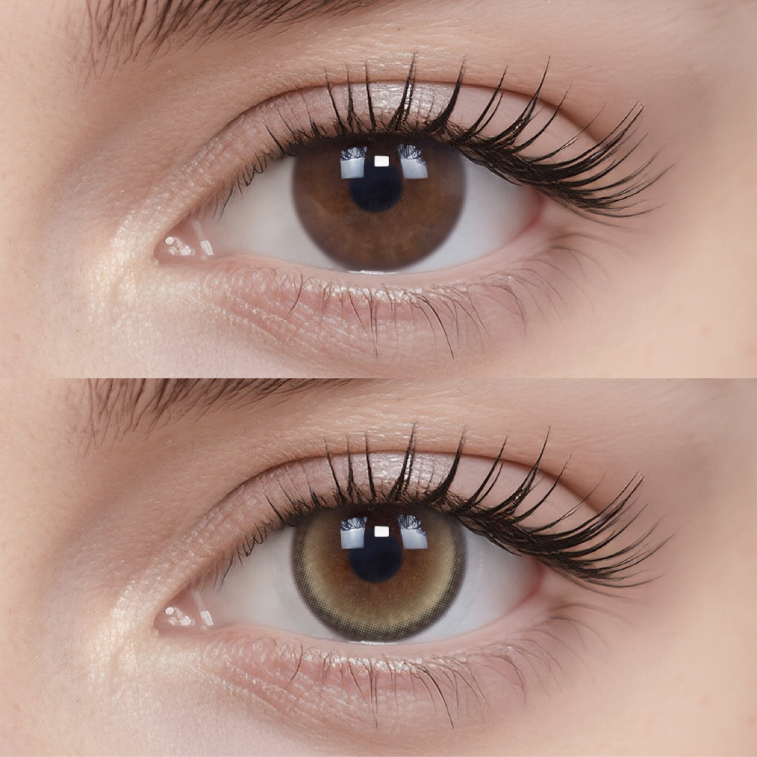 Moonlit Hazel | Daily, 6pcs colored contacts