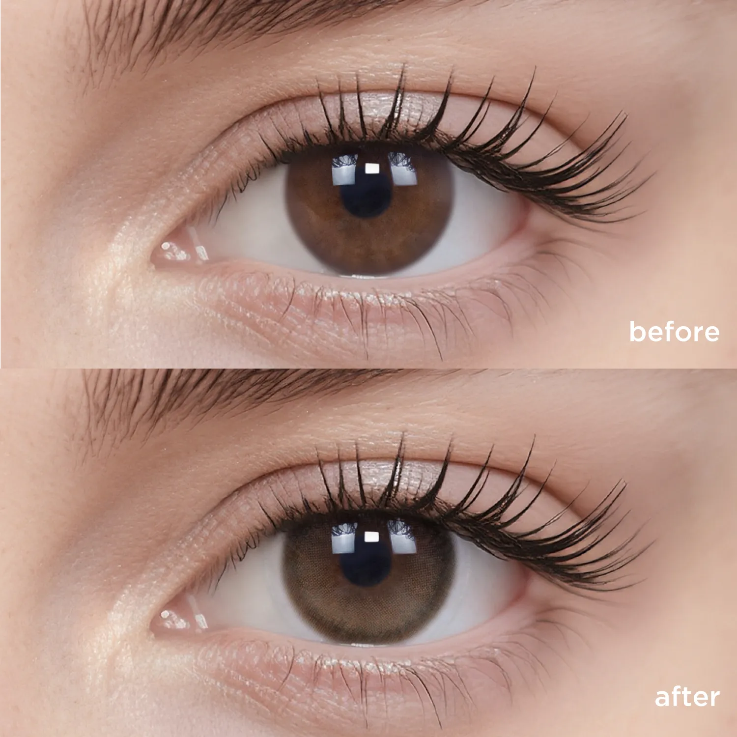 Fox Brown brown color contacts